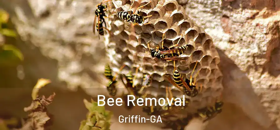 Bee Removal Griffin-GA