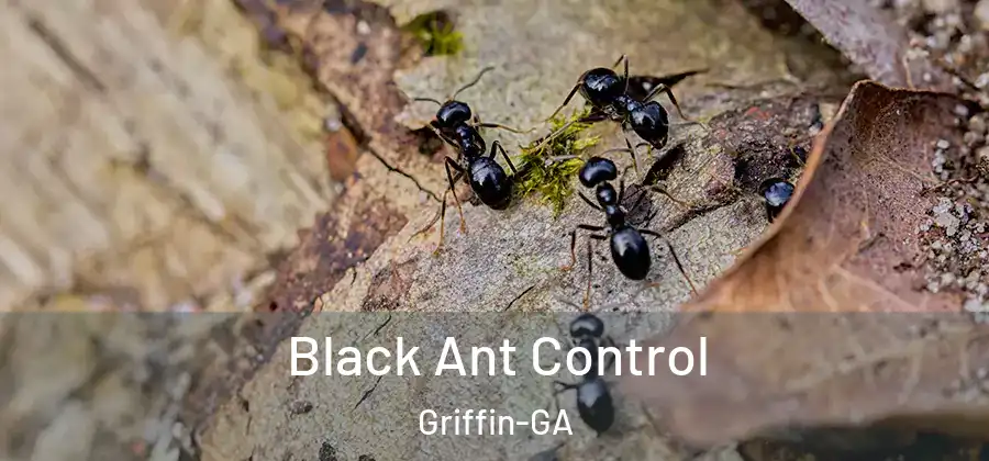  Black Ant Control Griffin-GA