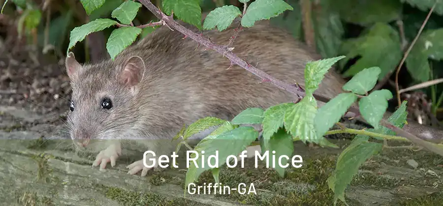  Get Rid of Mice Griffin-GA