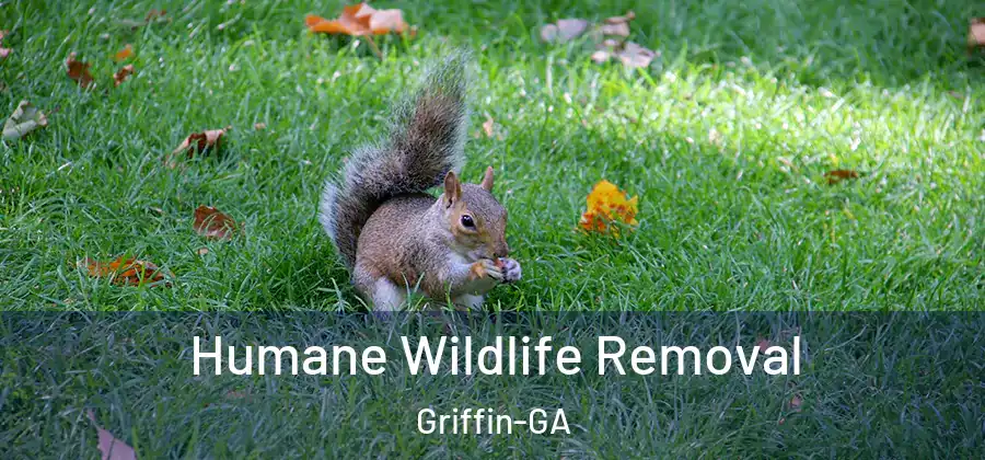 Humane Wildlife Removal Griffin-GA