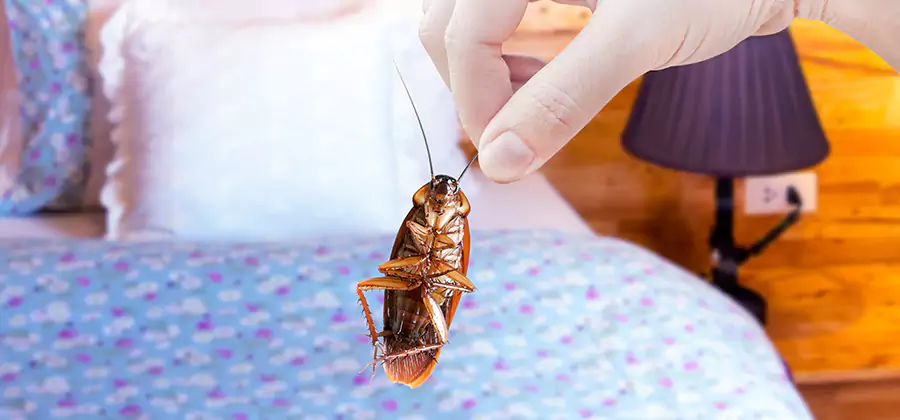Fast Roach Elimination in Griffin