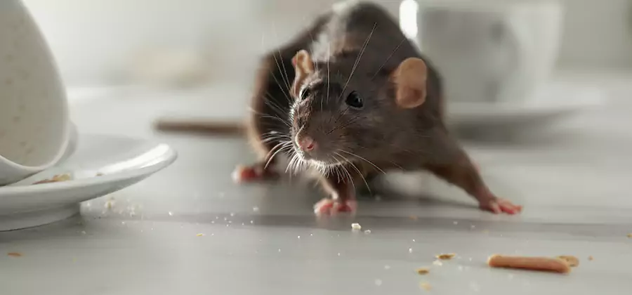 Rodent Feces Removal in Griffin