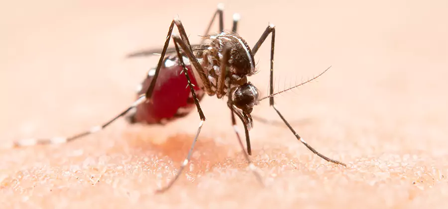 Pond Mosquito Control and Water Treatment in Griffin