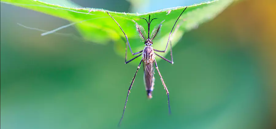 Home Defense Insect Killer in Griffin