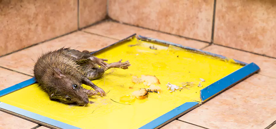 Rat Trapping Service In Griffin
