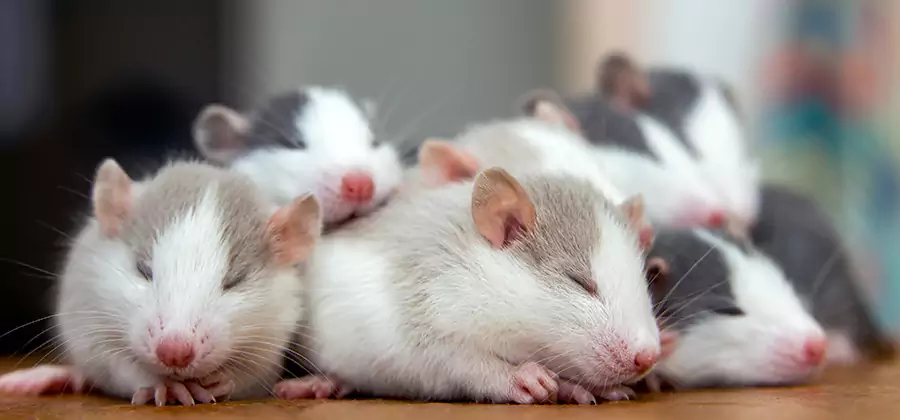 Rat Infestation Exclusion Service in Griffin