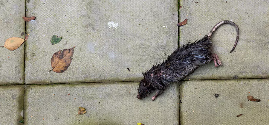 Rodent inspection service in Griffin