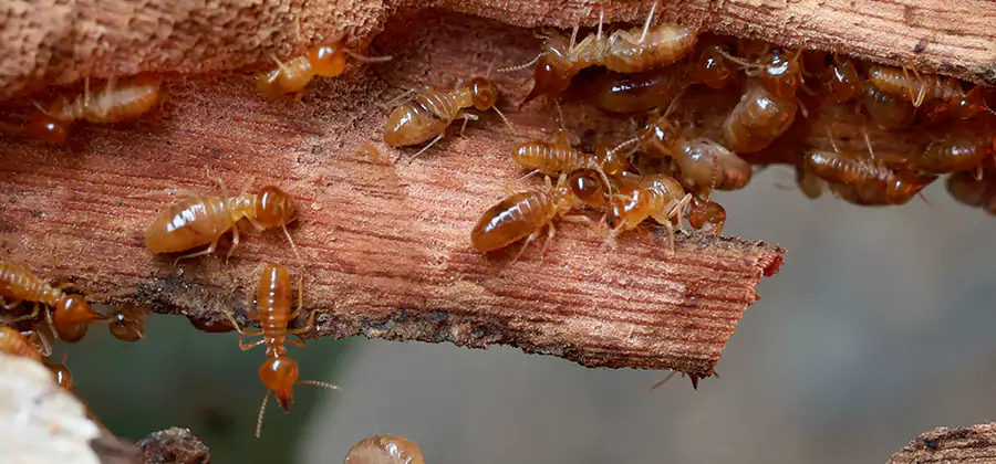Wood Preservation Termite Treatment in Griffin