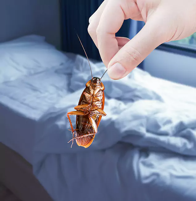 Why Choose Griffin Pest Control Pro for Bed Bug Extermination in Griffin, GA?
