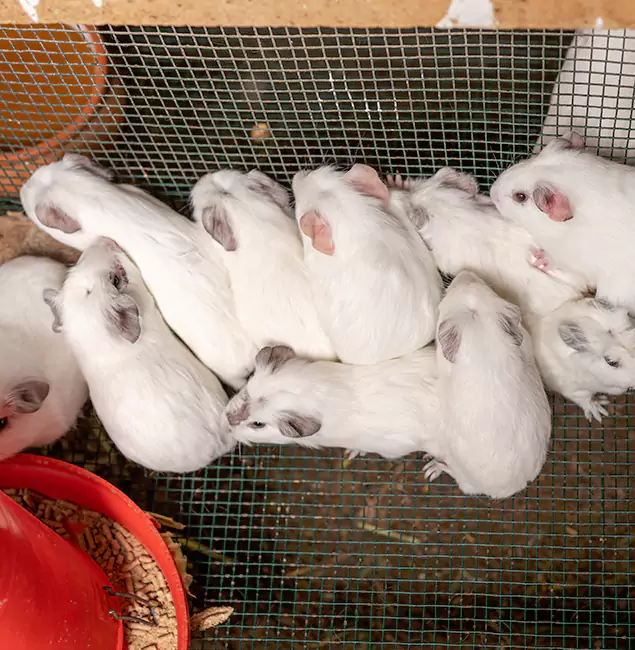 Why Choose Griffin Pest Control Pro for Rat Infestation in Griffin, GA?