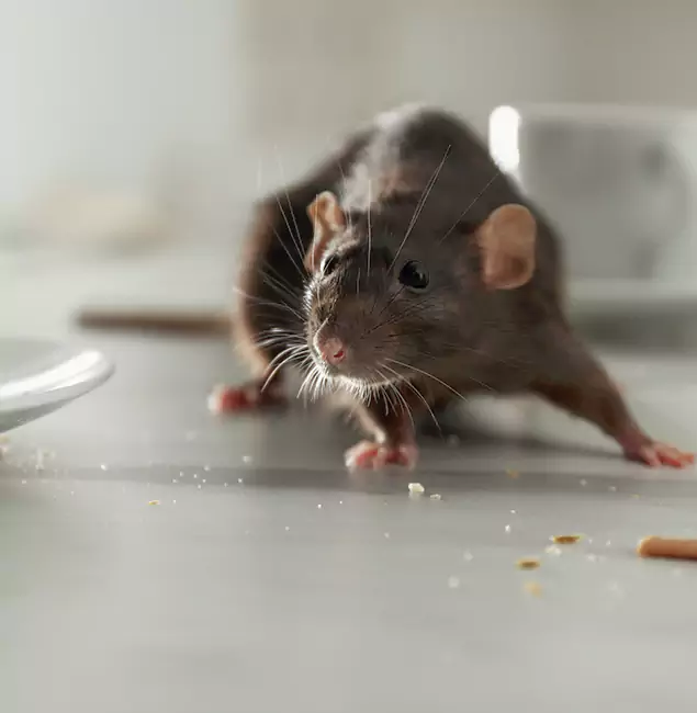 Why Griffin, GA Trusts Griffin Pest Control Pro for Rodent Prevention?