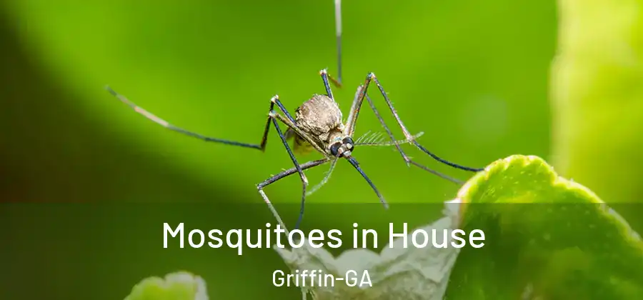  Mosquitoes in House Griffin-GA