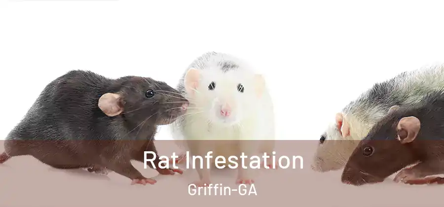 Rat Infestation Griffin-GA