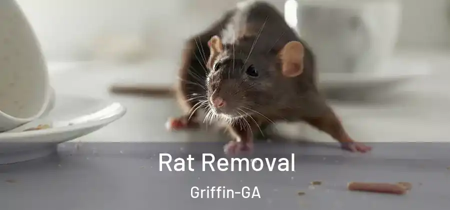  Rat Removal Griffin-GA