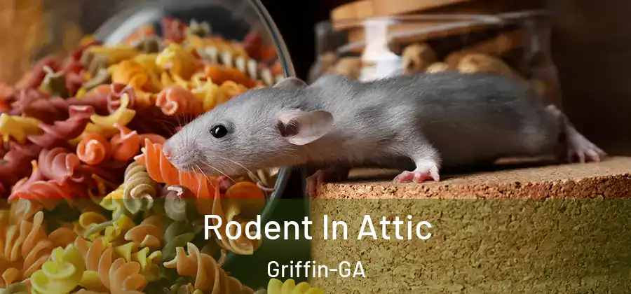  Rodent In Attic Griffin-GA