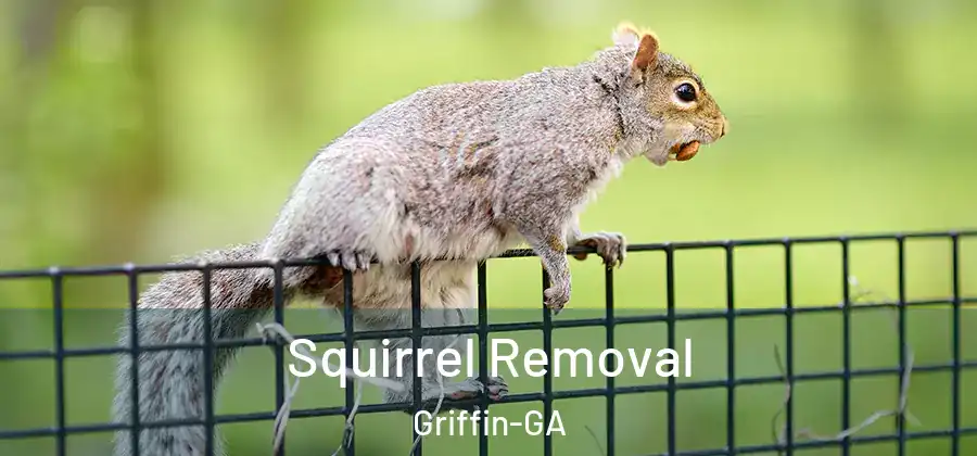  Squirrel Removal Griffin-GA