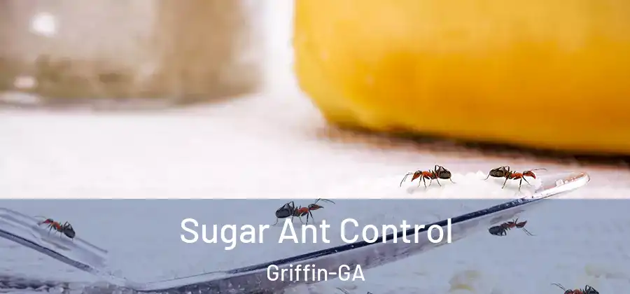  Sugar Ant Control Griffin-GA