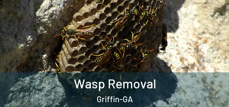  Wasp Removal Griffin-GA